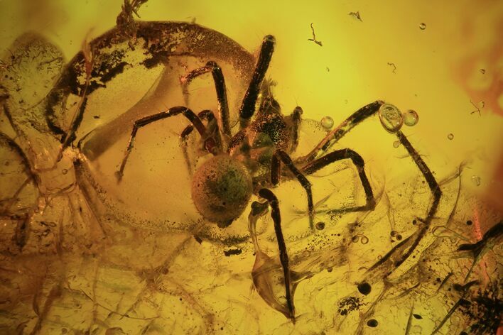 Detailed Fossil Spider (Aranea) In Baltic Amber #102798